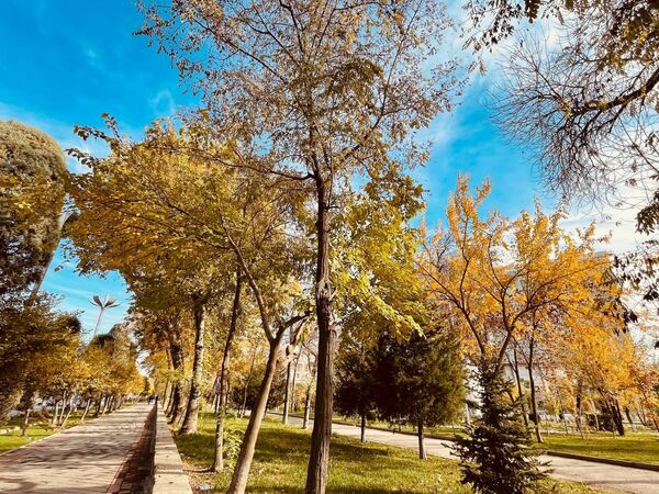 Последние дни перед похолоданием в Душанбе выдались особенно солнечными. - Sputnik Таджикистан