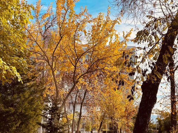 На фоне ясного голубого неба охровые кроны деревьев выглядят особенно ярко.  - Sputnik Таджикистан