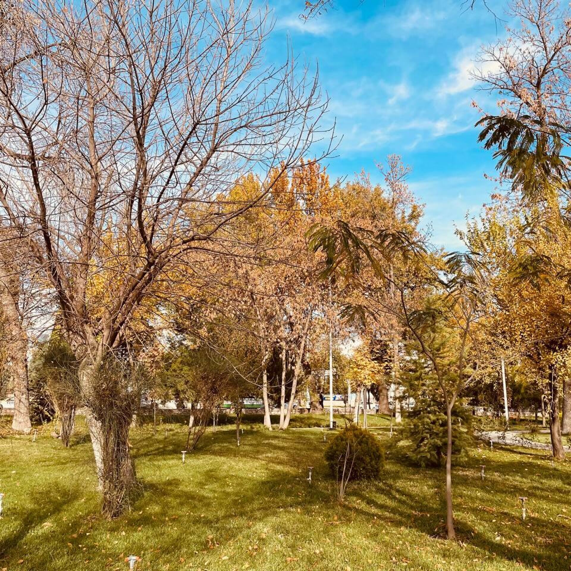 Погода в душанбе в апреле. Осень в Таджикистане фото. Таджикистан питомниками деревьев. Бехи дерево Таджикистана. Окружающая среда Душанбе.