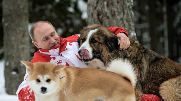 Президент России Владимир Путин с собаками Баффи и Юмэ на прогулке в Московской области, 2013 - Sputnik Таджикистан