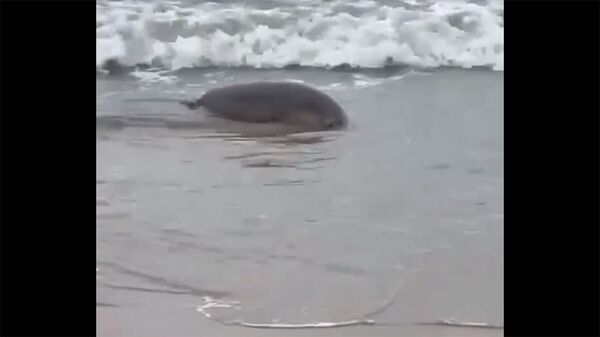 В Дагестане обнаружили 700 мёртвых тюленей - Sputnik Тоҷикистон
