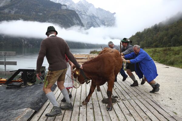 Баварские фермеры возвращают скот с летних пастбищ через озеро Кенигзее. - Sputnik Таджикистан