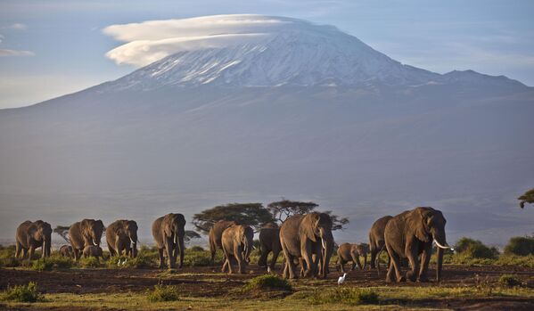 Стадо слонов на фоне Килиманджаро, высочайшего пика Африки. - Sputnik Таджикистан