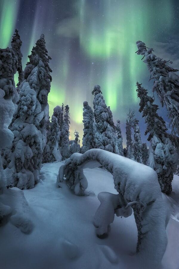 В Лапландии (Финляндия) среди заснеженных деревьев родилась картина &quot;Духи зимы&quot; Унаи Ларрайя. - Sputnik Таджикистан