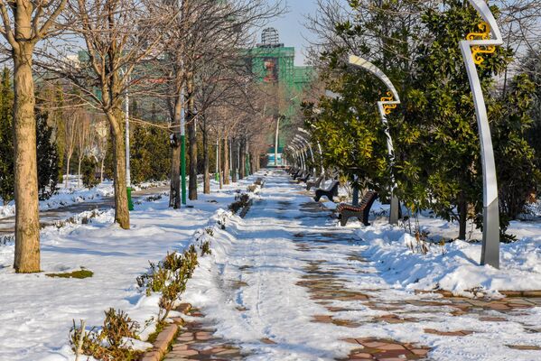Чтобы уберечь растения, достаточно было не счищать с ветвей снег. - Sputnik Таджикистан