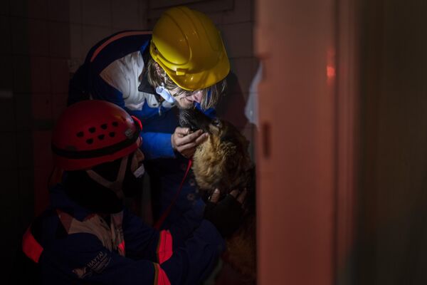 Специальные команды по спасению животных помогают пострадавшим от землетрясения домашним питомцам выбраться наружу. - Sputnik Таджикистан