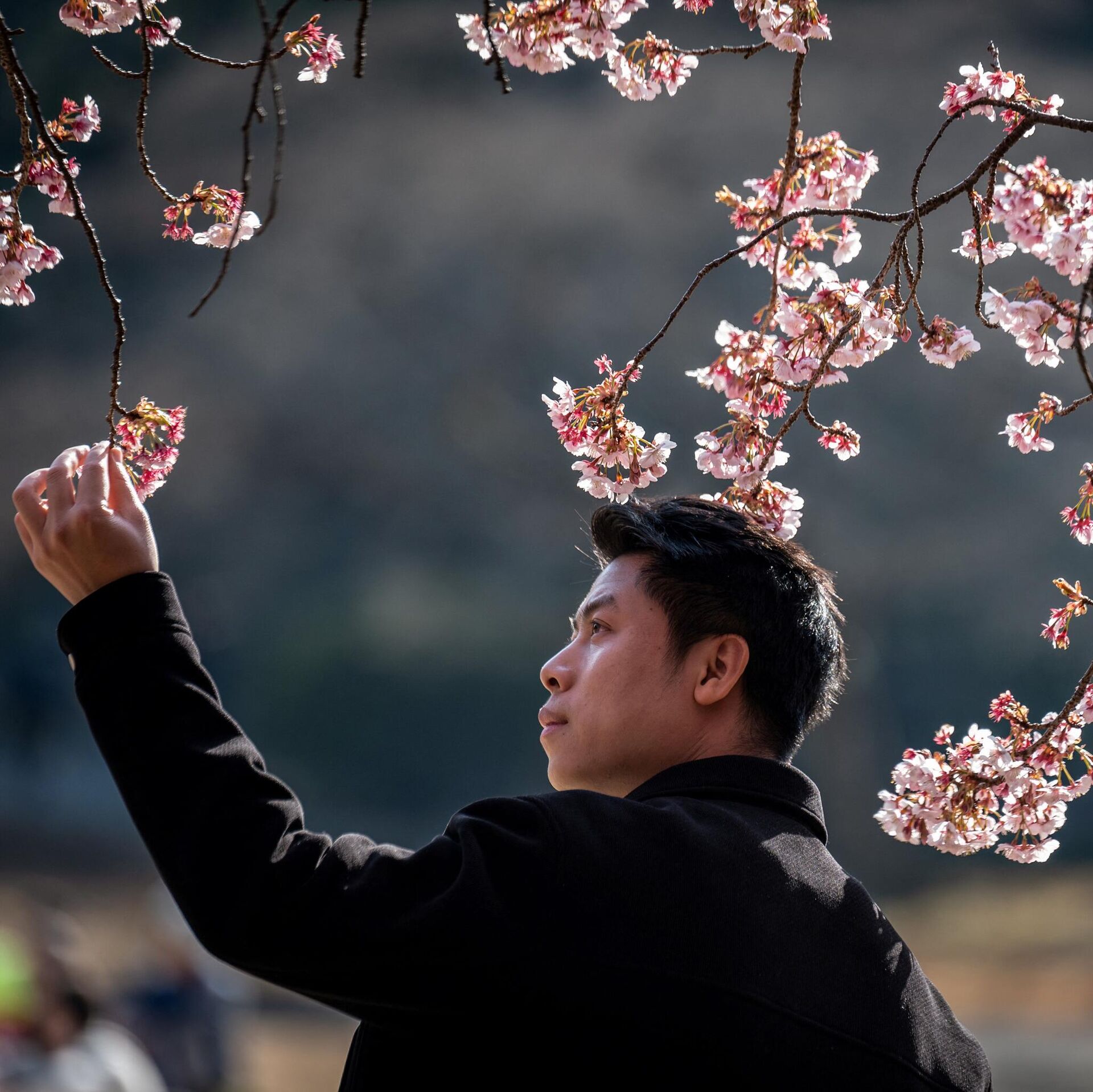 Цветение сакуры в 2023 году: самые красивые фото из Японии