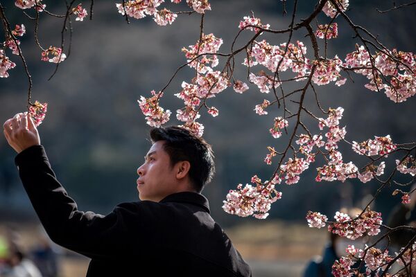 Мужчина под цветущей сакурой в Токио. - Sputnik Таджикистан