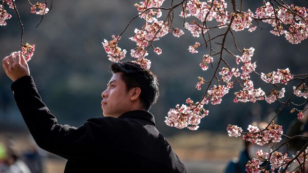 Цветение сакуры в парке Синдзюку-Гёэн в Токио, Япония - Sputnik Таджикистан