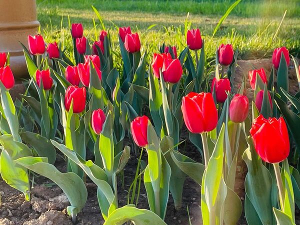 К празднику по всему городу уже распустились яркие тюльпаны. - Sputnik Таджикистан