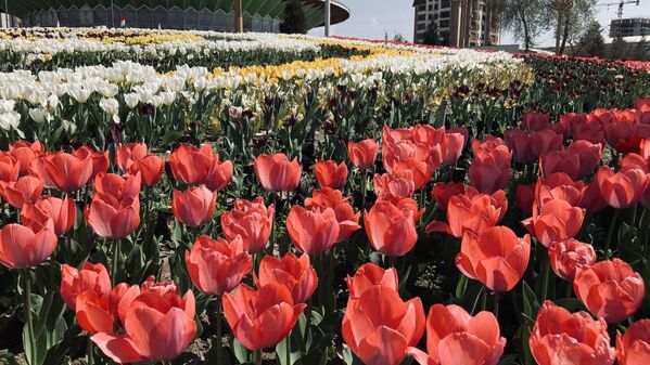 В республике выращивают 24 различных вида тюльпанов. - Sputnik Таджикистан