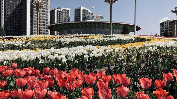 В преддверии &quot;Праздника тюльпанов&quot; только в столице высадили около 6 млн саженцев тюльпанов. - Sputnik Таджикистан