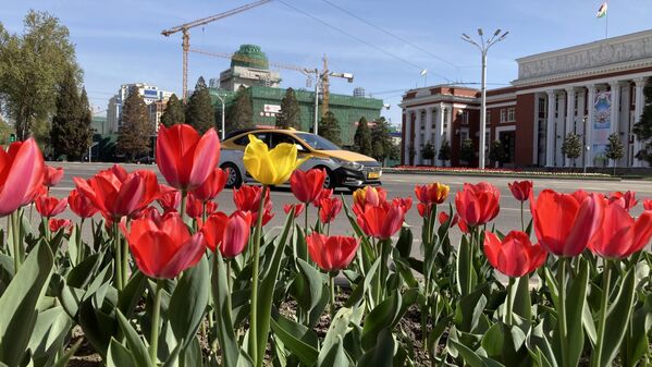 Фестиваль-конкурс &quot;Праздник тюльпанов&quot; пройдет в городах и районах Таджикистана. - Sputnik Таджикистан