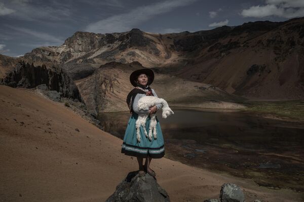 Альпакера в третьем поколении (фермер, выращивающий альпака), укачивает детеныша альпаки по дороге на летние пастбища своей семьи в Оропесе, Перу. - Sputnik Таджикистан
