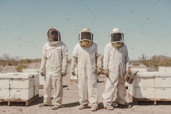 Афредо Фиерро и его сотрудники Убальдо и Хосе во время ухода за пчелами в пустыне Аризоны недалеко от Вендена. - Sputnik Таджикистан