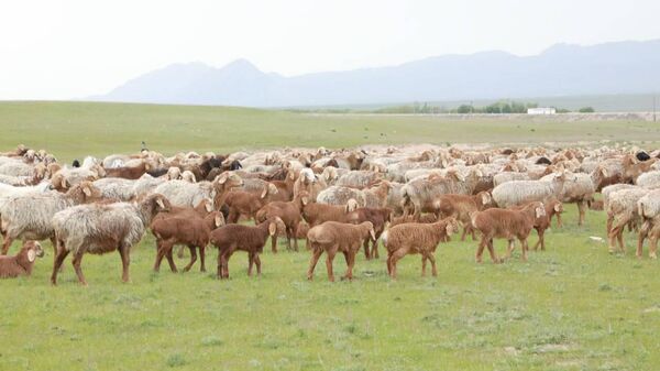 Мелкий рогатый скот в Согдийской области - Sputnik Таджикистан