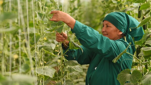 Женщина, работающая в теплице - Sputnik Таджикистан