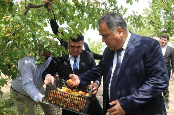 Председатель Согдийской области участвует в сборе урожая. - Sputnik Таджикистан
