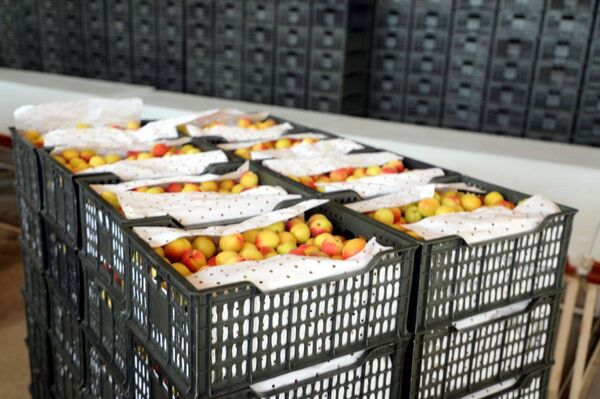 Упакованные скороспелые фрукты перед погрузкой и отправлением в соседние страны. - Sputnik Таджикистан
