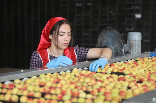 Процесс сортировки абрикосов в Аште. - Sputnik Таджикистан