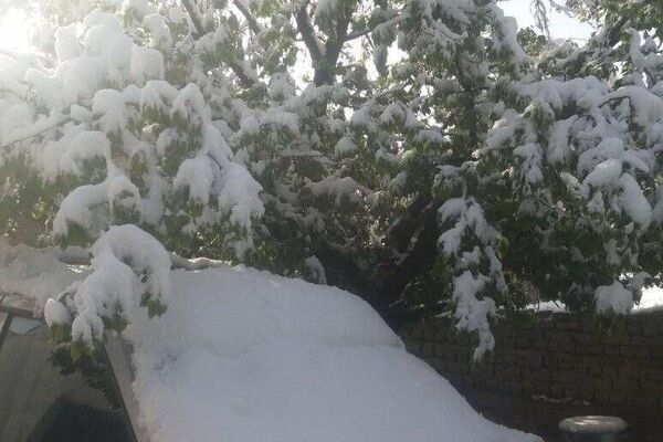 Местные жители заверяют, что снежный покров достиг в высоту 15 см. - Sputnik Таджикистан