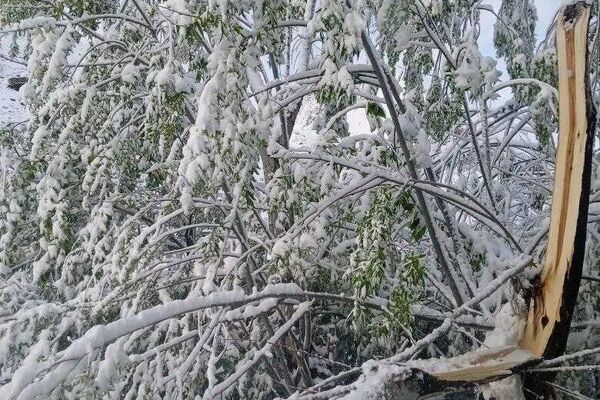 Снег на ветках деревьев в Горно-Матчинском районе. - Sputnik Таджикистан
