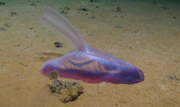 &quot;Гумная белка&quot;, прозвище, данное одному из тысяч недавно обнаруженных существ в глубинах Тихого океана. - Sputnik Таджикистан