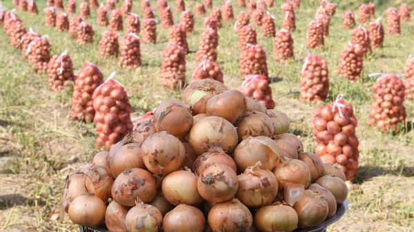Сбор урожая лука - Sputnik Таджикистан