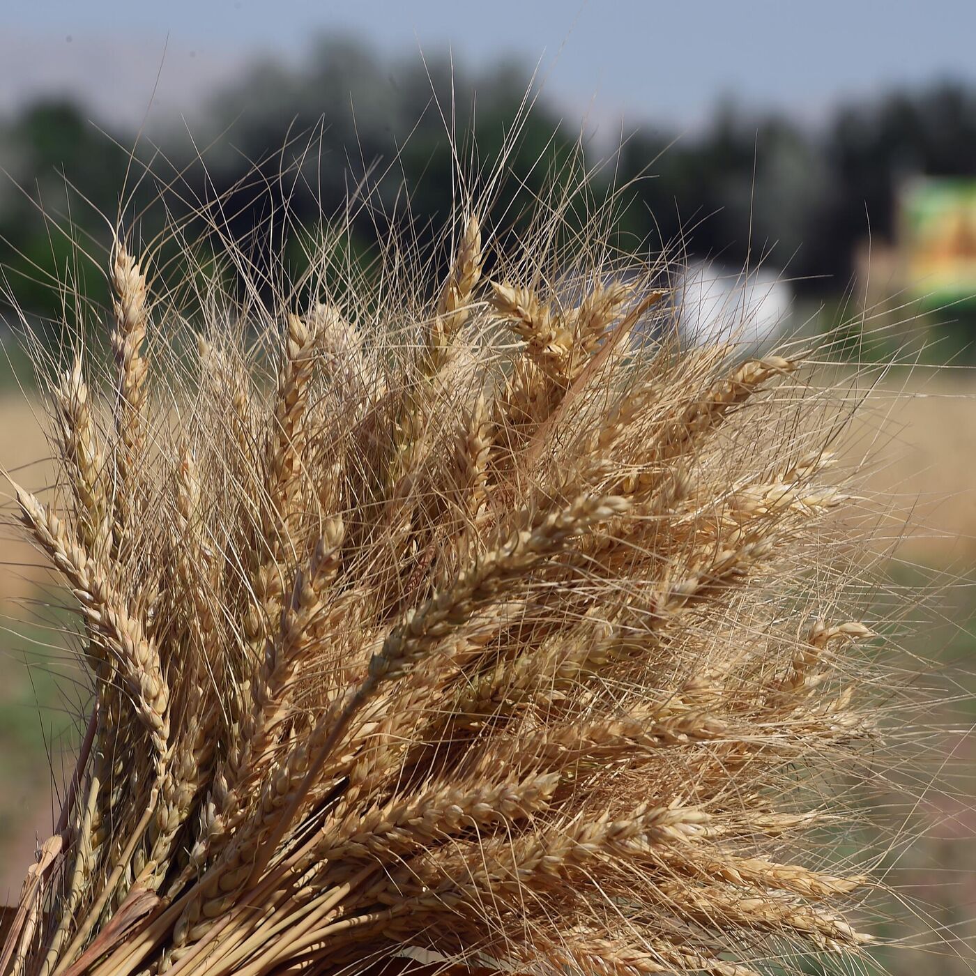 В ЕАЭС рассказали, как будут бороться с дефицитом пшеницы