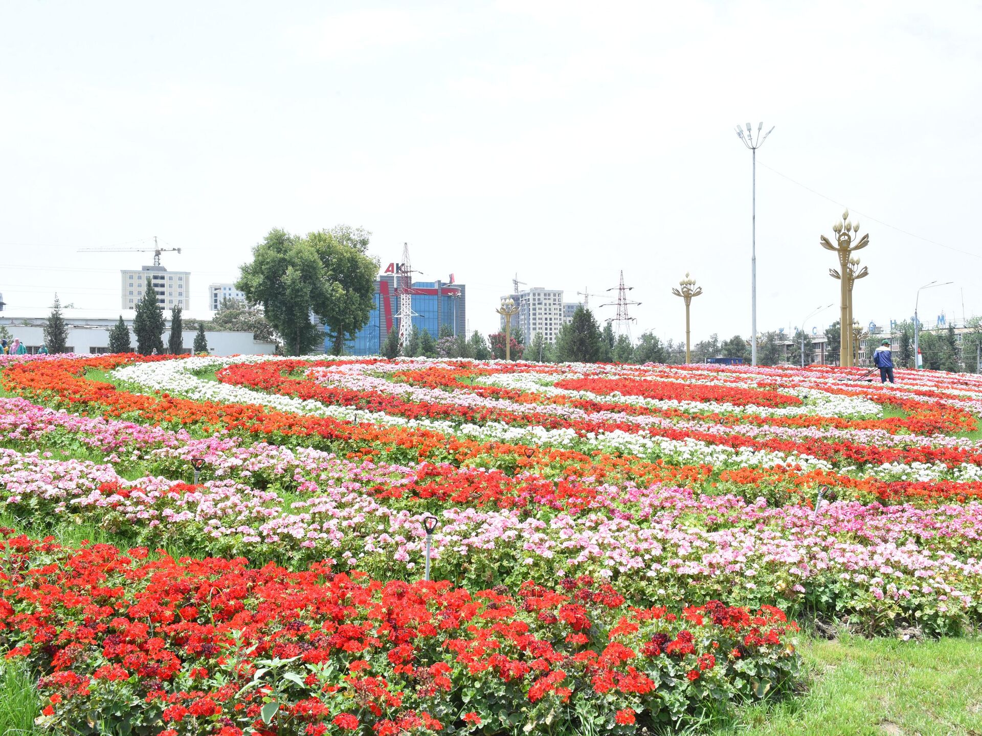Цветы душанбе. Тюльпаны в Душанбе. Цветы Таджикистана. Праздник тюльпанов в Таджикистане. Цветы из Таджикистана.