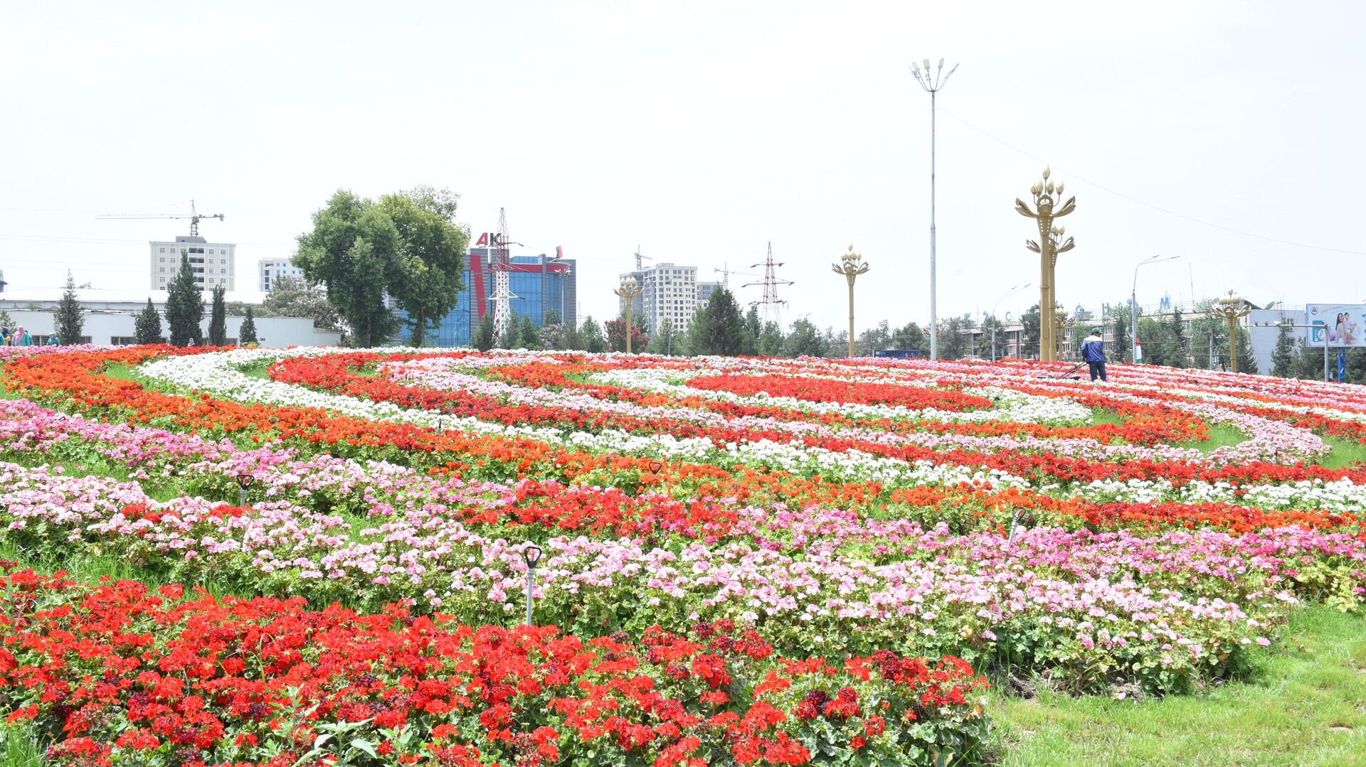 Цветы в Душанбе - Sputnik Таджикистан, 1920, 05.09.2023