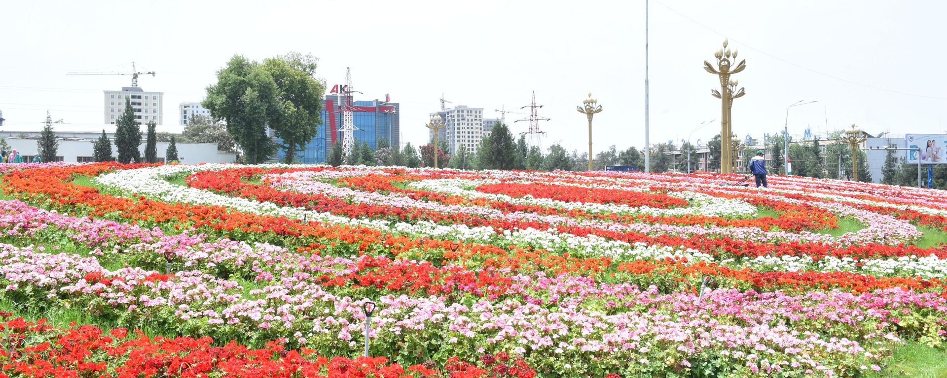 Цветы в Душанбе - Sputnik Таджикистан, 1920, 02.09.2023