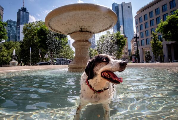 Собака спасается от жары в фонтане в центре Франкфурта. - Sputnik Таджикистан
