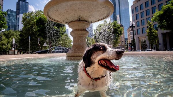 Собака купается в фонтане в центре Франкфурта, Германия - Sputnik Тоҷикистон