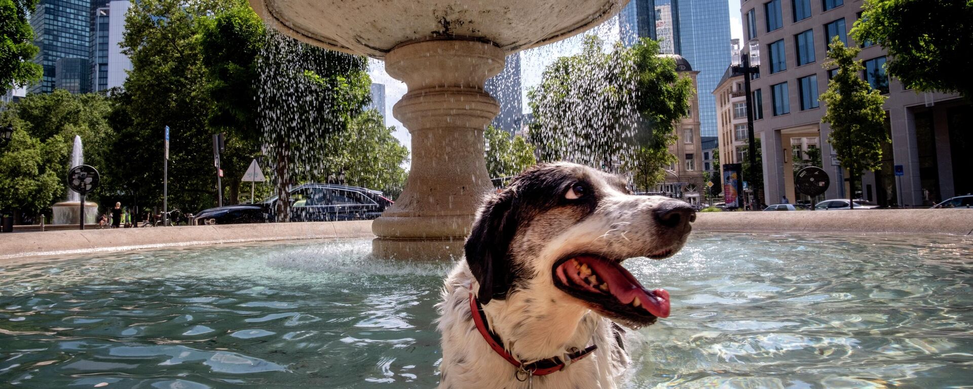 Собака купается в фонтане в центре Франкфурта, Германия - Sputnik Тоҷикистон, 1920, 18.07.2023