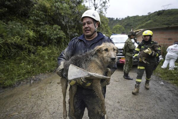 Собак спасают из грязи после смертоносной лавины, затопившей дома жителей в Колумбии. - Sputnik Таджикистан