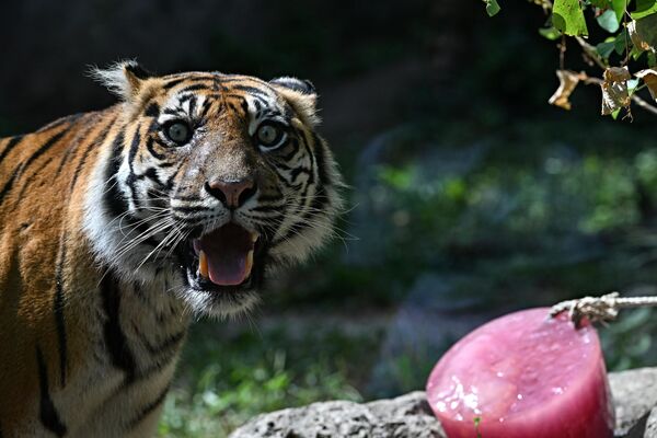 Суматранский тигр в Римском зоопарке (Bioparco di Roma) - температура воздуха достигает почти 40 градусов по Цельсию. - Sputnik Таджикистан