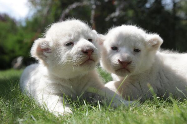 Два новорожденных детеныша белого льва в возрасте 10 дней в сафари-парке &quot;Тайган&quot; в Белогорске, в 40 км от Симферополя. - Sputnik Таджикистан