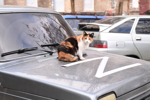 Кошка на капоте автомобиля в Мариуполе - Sputnik Таджикистан