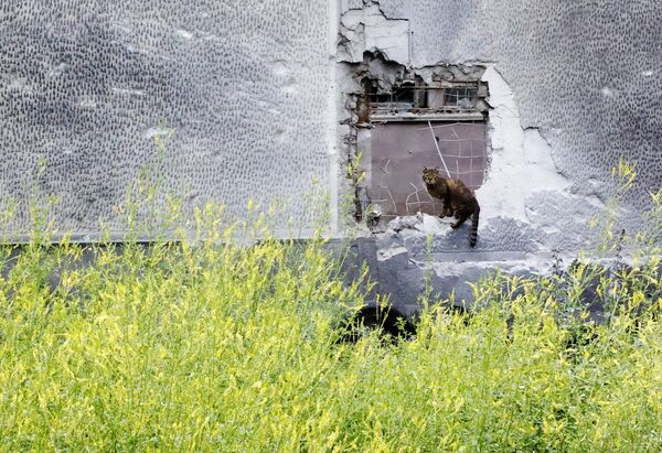 Уличный кот сидит на бетонном заборе, частично разрушенном в результате обстрела со стороны ВСУ в Донецке - Sputnik Таджикистан