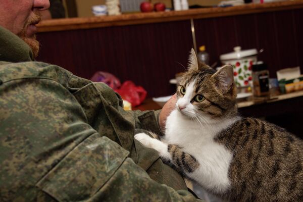 Кошка в расположении добровольческого отряда Крым в Запорожской области - Sputnik Таджикистан