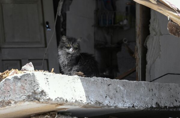 Котенок в разрушенном доме на одной из улиц в Мариуполе - Sputnik Таджикистан
