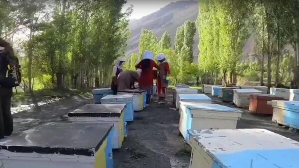 Как добывают мёд в горах Таджикистана - Sputnik Таджикистан
