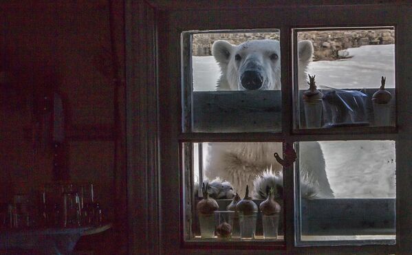 Белый медведь на территории полярной станции на берегу бухты Тихая. - Sputnik Таджикистан