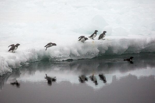 Люрики на льдине у берега одного из островов. - Sputnik Таджикистан