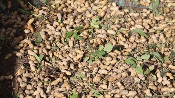 В Согде засадили почти 3 тыс. гектаров арахиса - Sputnik Таджикистан