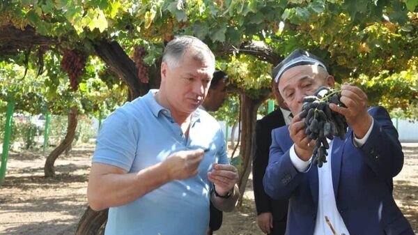 Замглавы правительства РФ оценил таджикский виноград - Sputnik Таджикистан