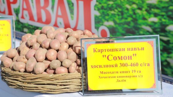 Картофель на сельскохозяйственной выставке фермерского хозяйства Шохин - Sputnik Таджикистан