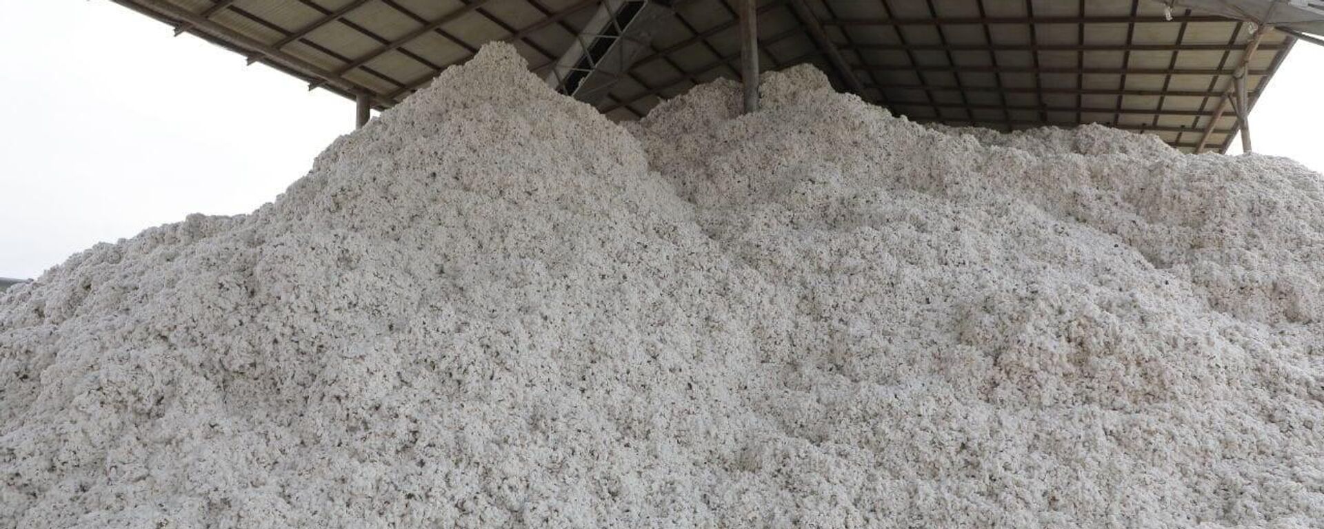 Хлопок - Sputnik Таджикистан, 1920, 28.08.2025