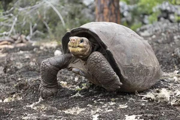 Вид галапагосский черепах Fernandina Giant Tortoise Вид галапагосский черепах Fernandina Giant Tortoise